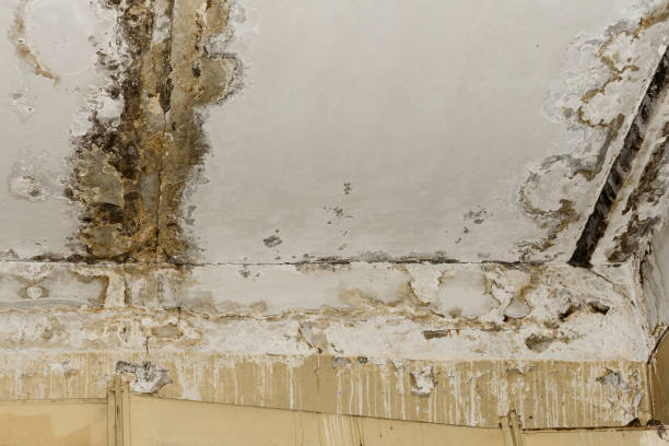 Best Environmental Consulting for Mold Prevention  in Doffing, TX